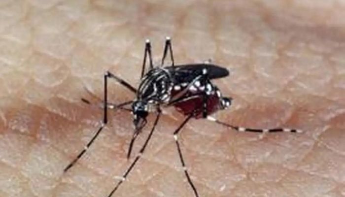 Profissionais de saúde alertam para ressurgimento do tipo 3 da dengue
